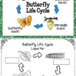 10 Butterfly Life Cycle Worksheet 1St Grade Chart sheet In 2020