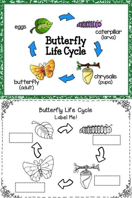 10 Butterfly Life Cycle Worksheet 1St Grade Chart sheet In 2020 