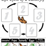 28 Life Cycle Of A Butterfly Worksheet 2nd Grade Worksheet Resource Plans