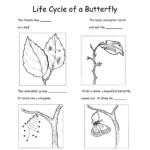 28 Life Cycle Of A Butterfly Worksheet 2nd Grade Worksheet Resource Plans