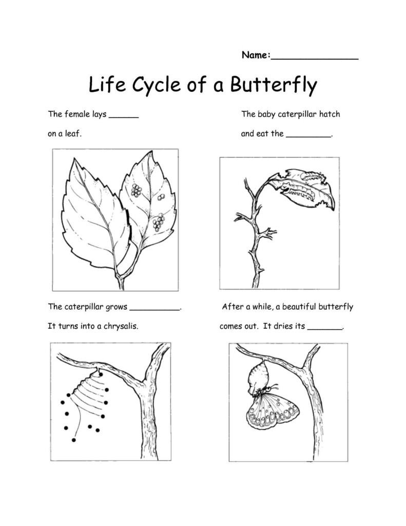 28 Life Cycle Of A Butterfly Worksheet 2nd Grade Worksheet Resource Plans