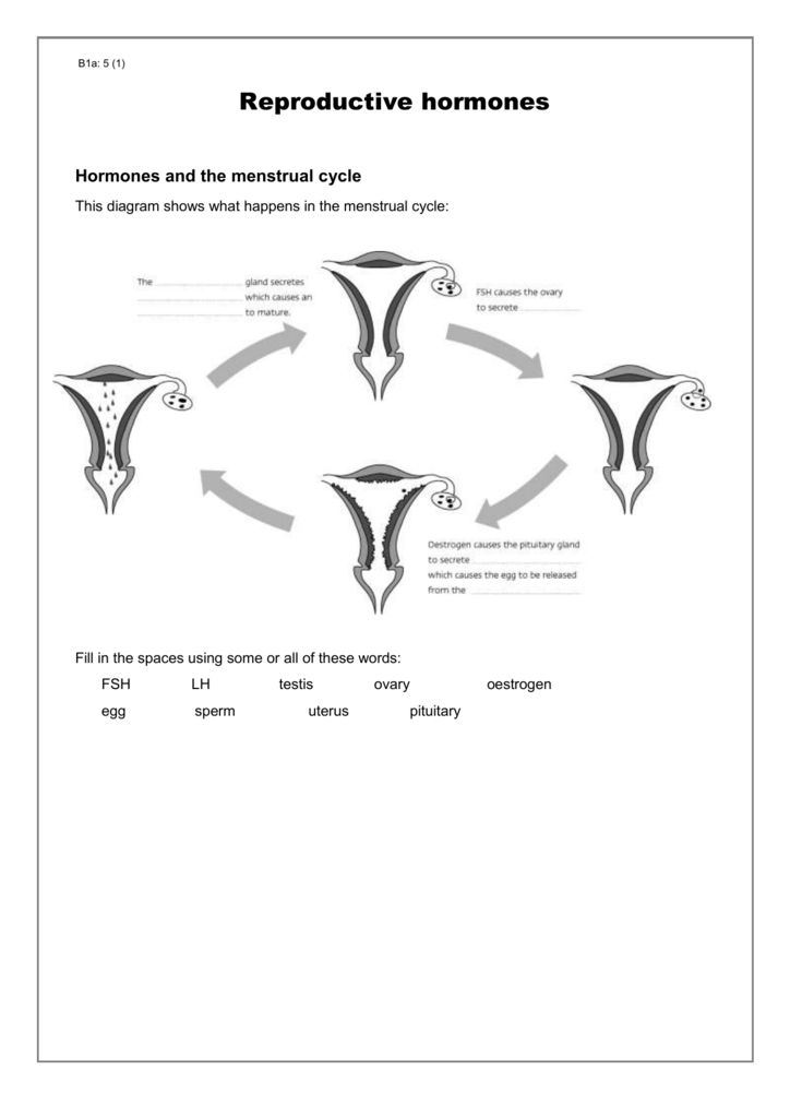 28 The Menstrual Cycle Worksheet Free Worksheet Spreadsheet