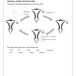 28 The Menstrual Cycle Worksheet Free Worksheet Spreadsheet