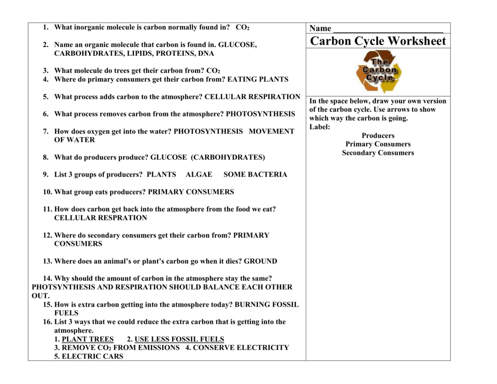 29 Carbon Oxygen Cycle Worksheet Free Worksheet Spreadsheet