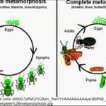 2nd Grade Science Insect Life Cycle YouTube