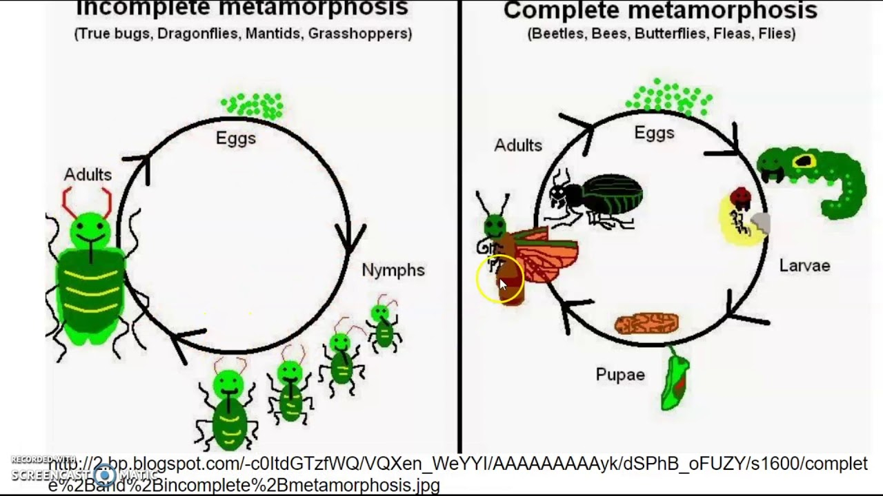 2nd Grade Science Insect Life Cycle YouTube