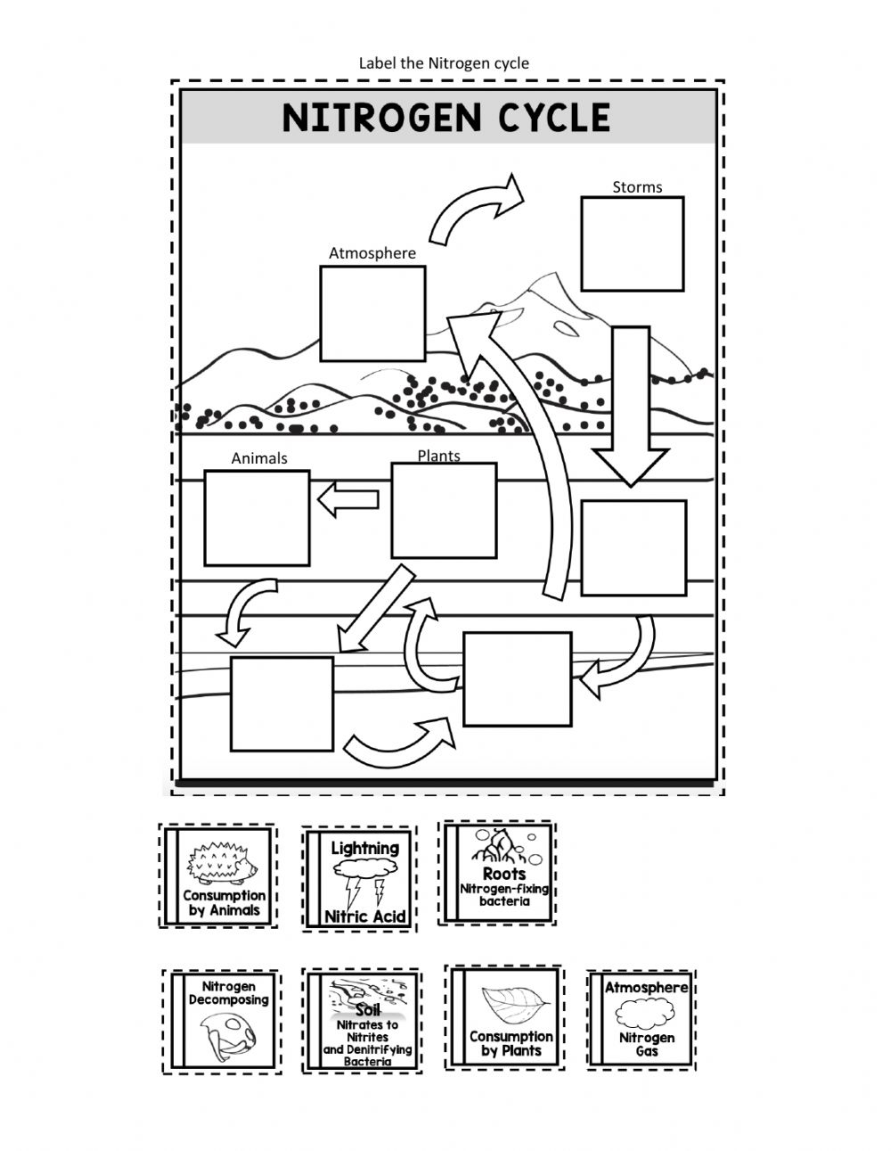 30 Nitrogen Cycle Worksheet Answers Support Worksheet