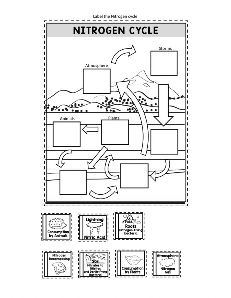 30 Nitrogen Cycle Worksheet Answers Support Worksheet