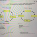 34 Label The Diagram Of The Phosphorus Cycle Labels Database 2020