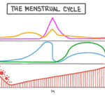 35 The Menstrual Cycle Worksheet Support Worksheet