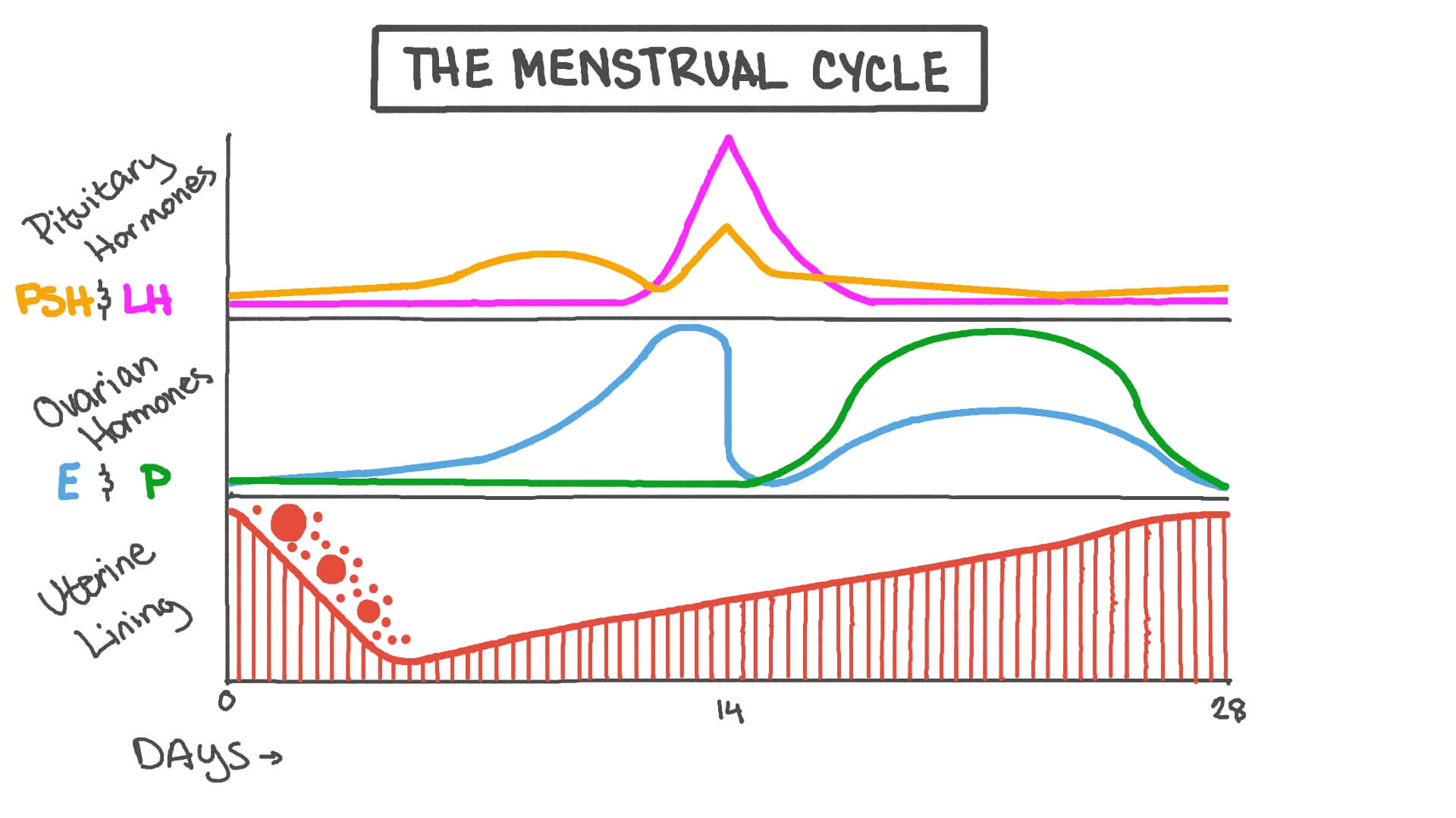 35 The Menstrual Cycle Worksheet Support Worksheet