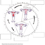 39 The Menstrual Cycle Worksheet Combining Like Terms Worksheet