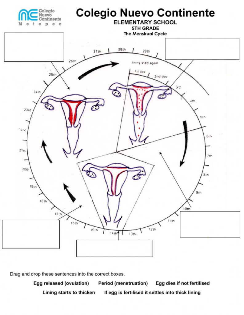 39 The Menstrual Cycle Worksheet Combining Like Terms Worksheet