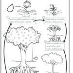 3rd Grade Worksheets Plant Life