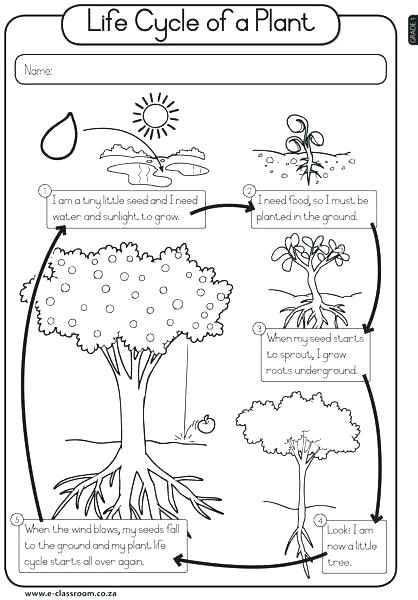 3rd Grade Worksheets Plant Life