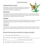 4th Grade Plant Life Cycle Worksheets