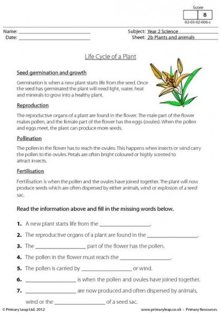 4th Grade Plant Life Cycle Worksheets