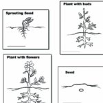 4th Grade Plant Life Cycle Worksheets