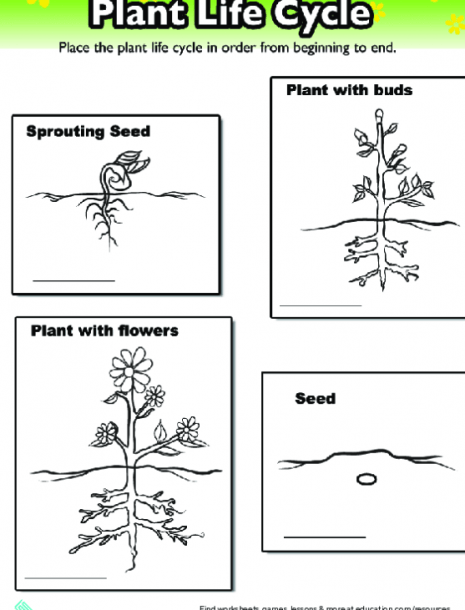 4th Grade Plant Life Cycle Worksheets