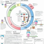 50 Cells Alive Worksheet Answer Key In 2020 Cancer Genetics Cell