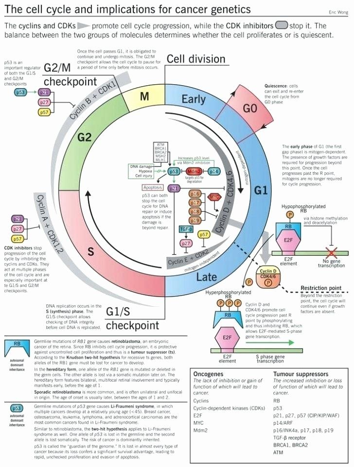 50 Cells Alive Worksheet Answer Key In 2020 Cancer Genetics Cell 