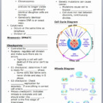 50 Cycles Worksheet Answer Key Chessmuseum Template Library