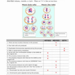 50 Meiosis Worksheet Vocabulary Answers In 2020 Persuasive Writing