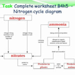 50 Nitrogen Cycle Worksheet Answers Chessmuseum Template Library