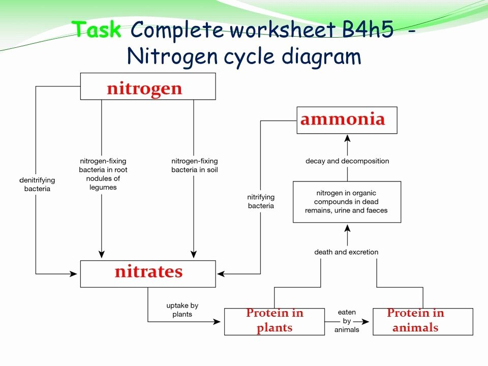 50 Nitrogen Cycle Worksheet Answers Chessmuseum Template Library