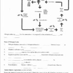 50 The Carbon Cycle Worksheet Answers Chessmuseum Template Library