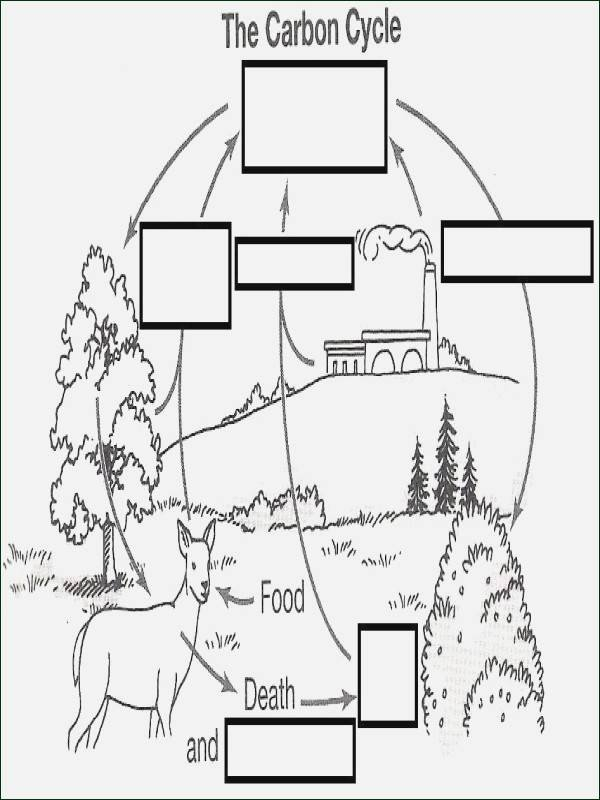 50 The Carbon Cycle Worksheet Answers Chessmuseum Template Library