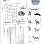 A Predator Prey Activity For An Ecology Or Environmental Science Unit