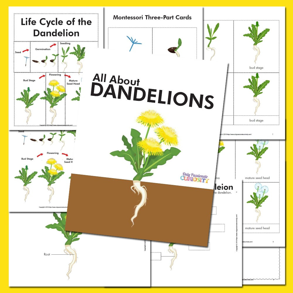 All About Dandelions Life Cycle Unit Study Only Passionate Curiosity