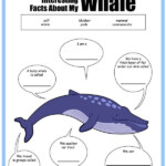 All About Whales Printables Share Remember Celebrating Child Home