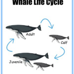 All About Whales Printables Share Remember Celebrating Child Home