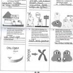 Amoeba Sisters Microscope Worksheet Answers Micropedia