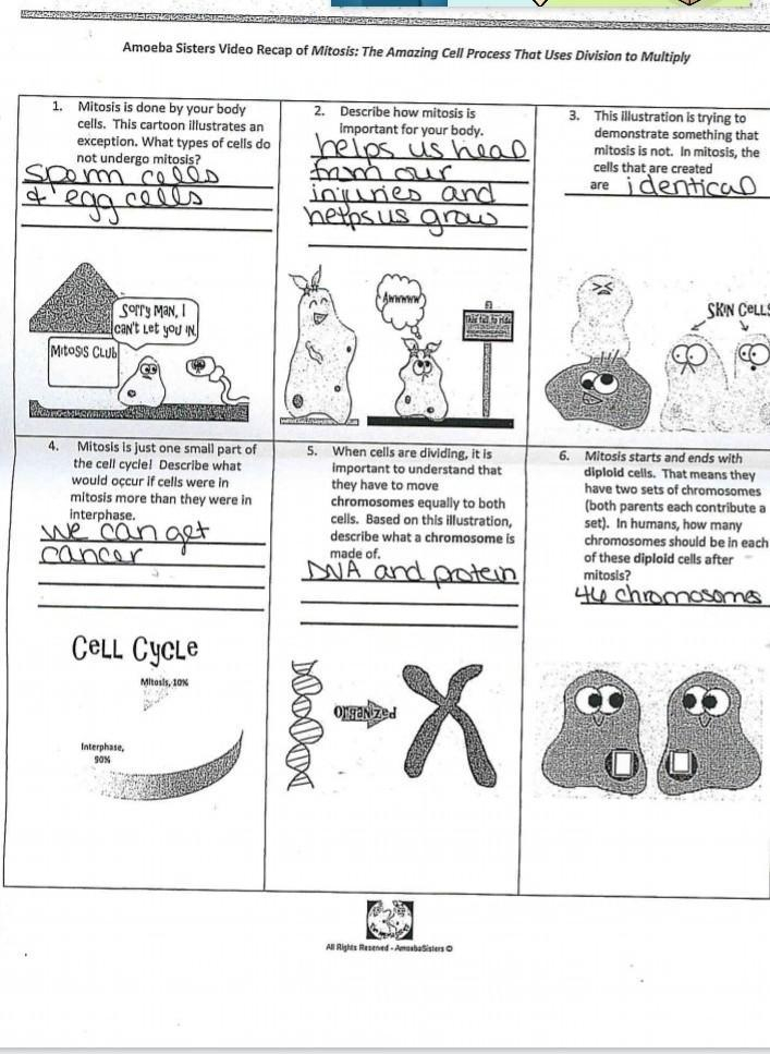 Amoeba Sisters Microscope Worksheet Answers Micropedia