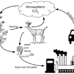 Analyzing Graphics The Carbon Cycle