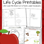 Apple Life Cycle Worksheets Mamas Learning Corner