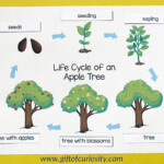 Apple Tree Life Cycle printables Gift Of Curiosity