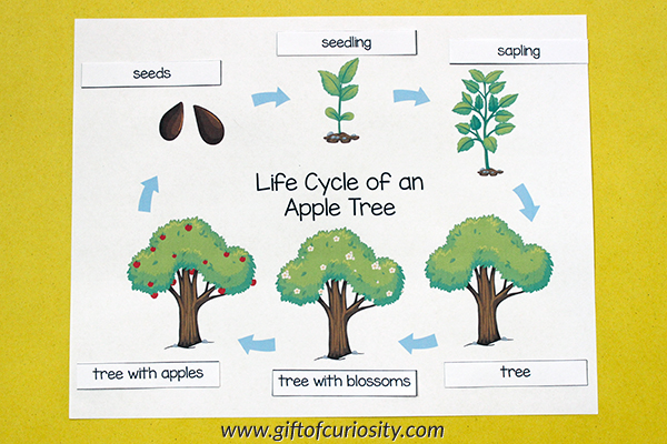 Apple Tree Life Cycle printables Gift Of Curiosity