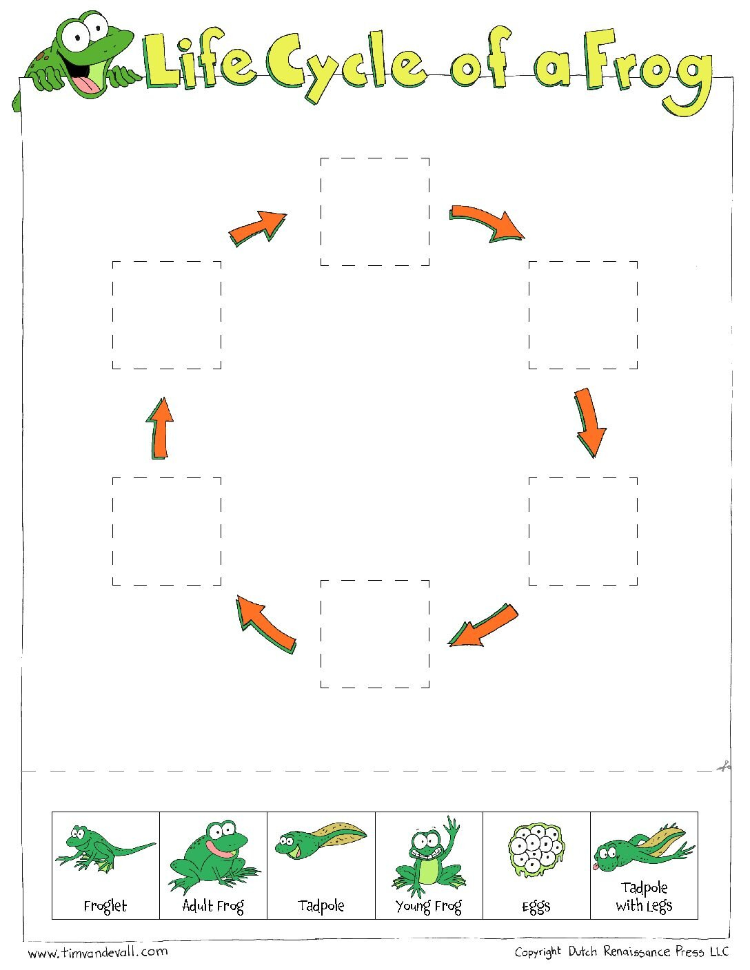 At Home STEM Activities Life Cycle Of A Frog McAuliffe Shepard 