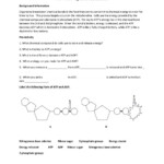 ATP ADP Cycle Activity Worksheet