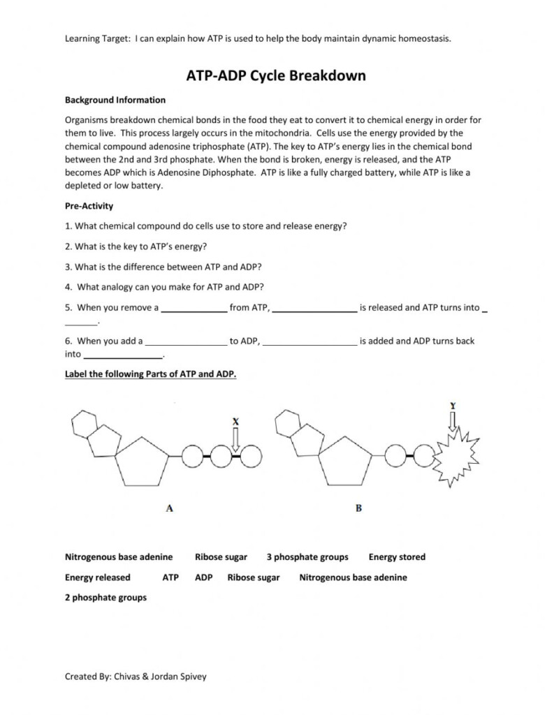 ATP ADP Cycle Activity Worksheet