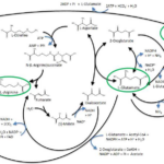 Atp Adp Cycle Worksheet 11 And Team Tokyo Tech Modeling Urea Cooler