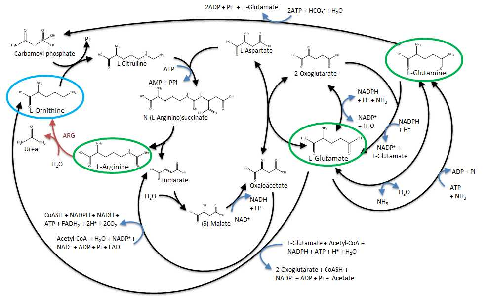 Atp Adp Cycle Worksheet 11 And Team Tokyo Tech Modeling Urea Cooler 