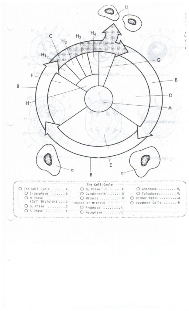 Atp Adp Cycle Worksheet 11 Db excel