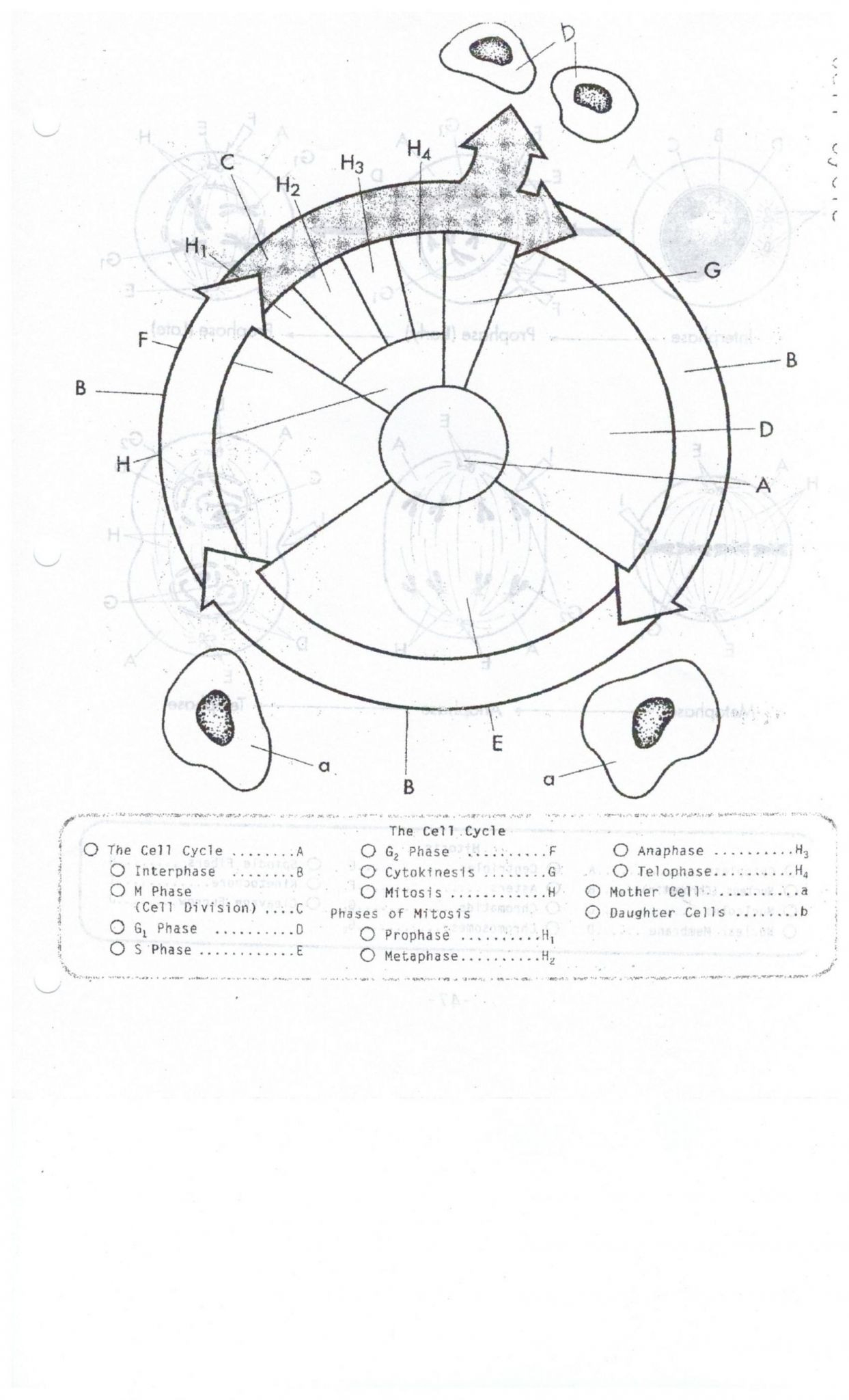 Atp Adp Cycle Worksheet 11 Db excel