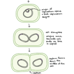 Bacterial Binary Fission The Cell Cycle And Mitosis article Khan