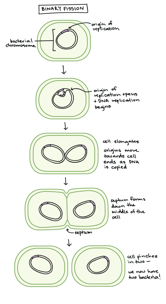 Bacterial Binary Fission The Cell Cycle And Mitosis article Khan 